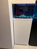 Te koop, Dieren en Toebehoren, Ophalen, Zo goed als nieuw, Plant(en), Steen of Hout