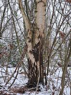 Bomen vellen, 6 m³ of meer, Ophalen of Verzenden, Overige houtsoorten, Stammen