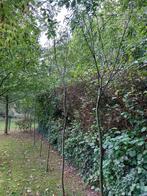 Wilgen 1 jarig, Tuin en Terras, Planten | Bomen, Ophalen