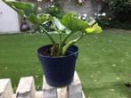 Aronskelk, Tuin en Terras, Planten | Tuinplanten, Ophalen of Verzenden