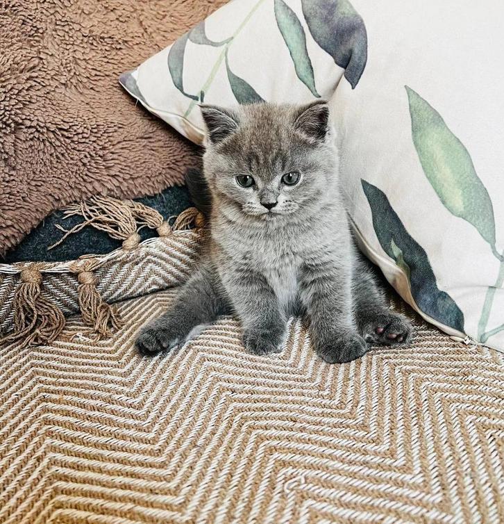 Nos 3 petits trésors…, Sport en Fitness, Boksen, Ophalen