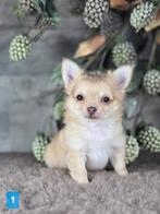 Chihuahua pup langhaar Chi pup, België, Fokker | Hobbymatig, Reu, CDV (hondenziekte)