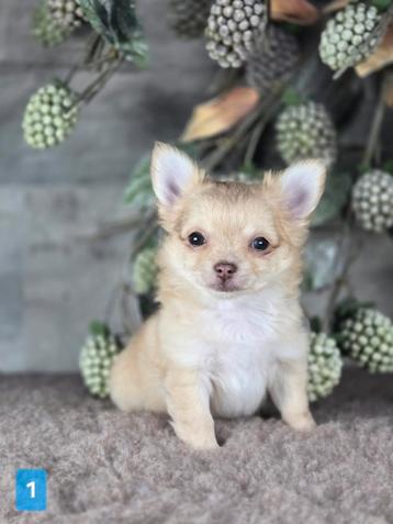Chihuahua pup langhaar Chi pup beschikbaar voor biedingen