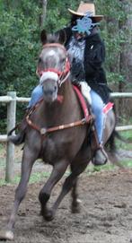 Paard, Dieren en Toebehoren, Paarden, Minder dan 160 cm, Zadelmak, Westernpaard, 11 jaar of ouder