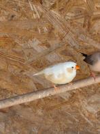 Bonte zebra vink
