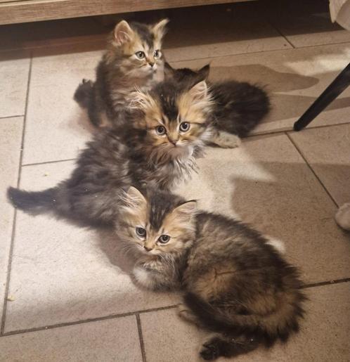 Britse langhaar/korthaar, Dieren en Toebehoren, Katten en Kittens | Raskatten | Langhaar, Meerdere dieren, 0 tot 2 jaar, Gechipt
