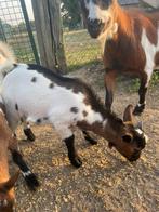 Gevlekt dwerggeit bokje, Dieren en Toebehoren, Mannelijk, Geit, 0 tot 2 jaar