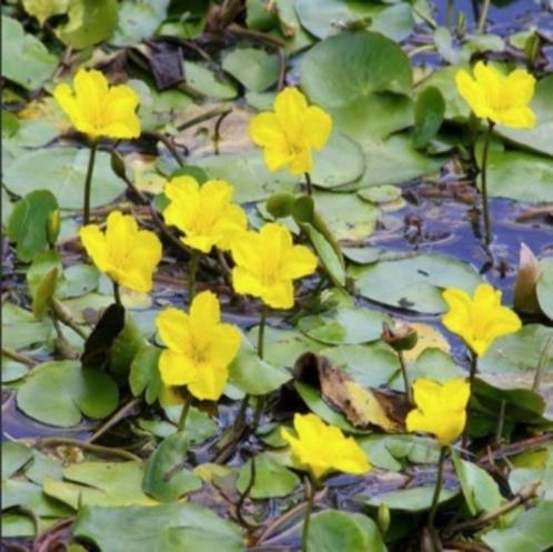 Vijverplanten - Water gentiaan, Tuin en Terras, Vijver-toebehoren, Nieuw, Overige typen, Ophalen