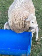 Ooi met 2 bokken lammeren, Dieren en Toebehoren, Schapen, Geiten en Varkens, Meerdere dieren, Schaap