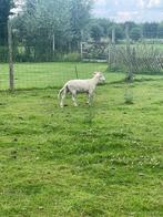 Ramlammeren met hoorns Wiltshire Horn, Dieren en Toebehoren, Mannelijk, Schaap, 0 tot 2 jaar