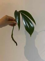 Philodendron dragon tail, Huis en Inrichting, Kamerplanten, Ophalen of Verzenden