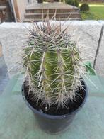 planten, Tuin en Terras, Planten | Tuinplanten, Ophalen of Verzenden, Vaste plant, Overige soorten, Volle zon