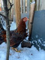 Wyandot kriel haan 15€, Dieren en Toebehoren, Pluimvee
