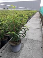 Portugese laurier/Prunus lusitanica 'Angustifolia', Tuin en Terras, Ophalen, Laurier