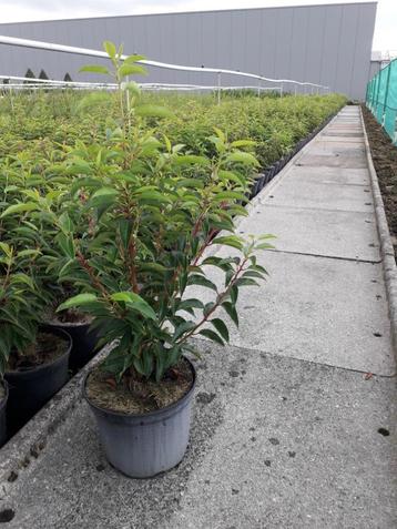 Portugese laurier/Prunus lusitanica 'Angustifolia' beschikbaar voor biedingen