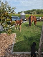 Emerald van't Ruytershof x For Pleasure hengstveulen, Dieren en Toebehoren, Paarden, Hengst, Springpaard, Gechipt, 0 tot 2 jaar