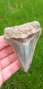 Fossiele Megalodon haaientand uit Indonesie, Verzamelen, Mineralen en Fossielen, Ophalen of Verzenden, Fossiel