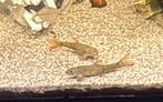 Garra rufa, Vis, Zoetwatervis, Schoolvis