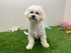 Nestje Bicon Frise pups kleine taille, Dieren en Toebehoren, België, 15 weken tot 1 jaar, CDV (hondenziekte), Meerdere