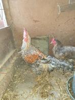Creamlegbar beste haan, Dieren en Toebehoren, Pluimvee