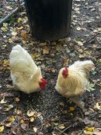 Hanen 3 stuks beschikbaar, Dieren en Toebehoren, Pluimvee