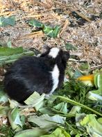 Cavia’s, Dieren en Toebehoren, November, Cavia