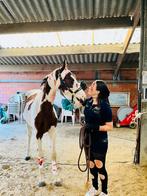 Knappe bonte ruin, Hongre, 160 à 165 cm, Vermifugé, 0 à 2 ans