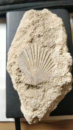 Fossiele schelp, Ophalen of Verzenden, Fossiel
