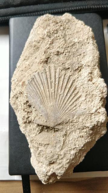 Fossiele schelp beschikbaar voor biedingen