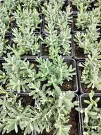 Lavendel Hitcote, Tuin en Terras, Ophalen, Vaste plant, Bodembedekkers, Volle zon