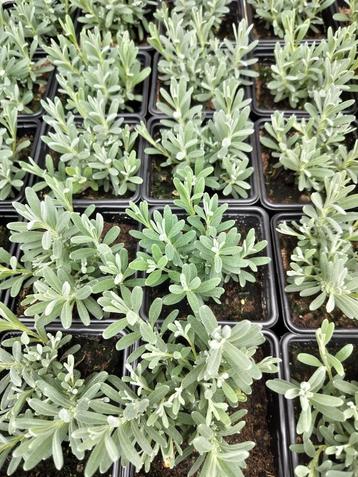 Lavendel Hitcote beschikbaar voor biedingen