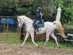 Dekkingen beschikbaar voor sportponies, Dieren en Toebehoren, Hengst, Niet van toepassing, D pony (1.37m tot 1.48m), Gechipt