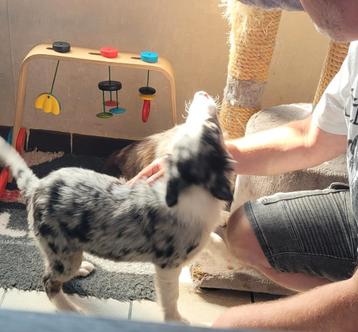 Border Collie pups groeien huiselijk en sociaal op met katje beschikbaar voor biedingen