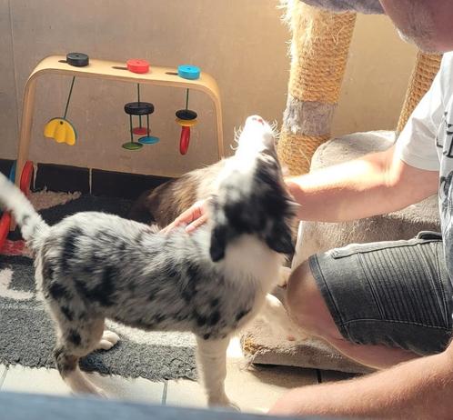 Border Collie pups groeien huiselijk en sociaal op met katje, Dieren en Toebehoren, Honden | Herdershonden en Veedrijvers, Meerdere dieren