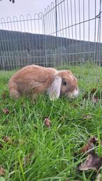 Lief gecastreerd rammetje - hangoor, Dieren en Toebehoren, Konijnen, Hangoor