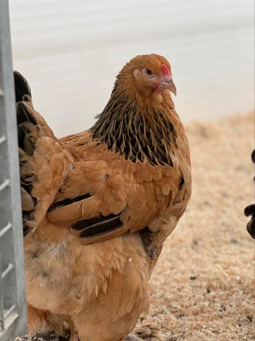 Zeer mooie Brahma groothoenders, Animaux & Accessoires, Volatiles, Poule ou poulet, Plusieurs animaux