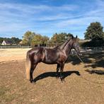 Knappe klinisch goedgekeurde ruin van 1,52 en 5 jaar, Dieren en Toebehoren, Paarden, Ruin