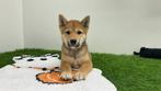 Shiba Inu pups, Dieren en Toebehoren, Honden | Poolhonden, Keeshonden en Oertypen, België, Overige rassen, 8 tot 15 weken, CDV (hondenziekte)