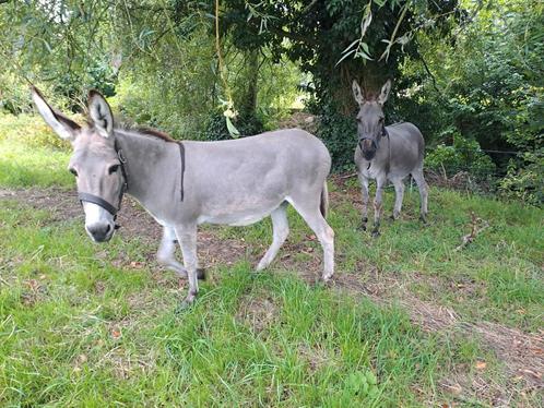 2 juments ânes, Animaux & Accessoires, Poneys, Jument, Ne s'applique pas, Poney A (jusqu'à 1.17 m), 7 à 10 ans, Avec puce électronique