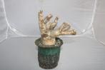 Pachypodium densiflorum, Vetplant, Ophalen of Verzenden, In pot, Minder dan 100 cm