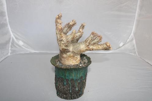 Pachypodium densiflorum, Huis en Inrichting, Kamerplanten, Vetplant, Minder dan 100 cm, Groene kamerplant, Volle zon, In pot, Ophalen of Verzenden