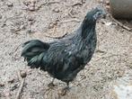 Ayen cemani, Mâle, Poule ou poulet
