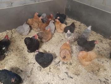 sierkippen te koop, Femelle, Poule ou poulet