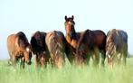 PAARDENMEST THUISGEBRACHT, Ophalen of Verzenden, Mest