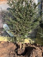 Taxus haagplanten - voor snelle beslisser, Tuin en Terras, Ophalen