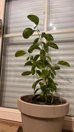 Citroenboom, Enlèvement