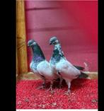 Gezocht   Budapesta duiven, Dieren en Toebehoren