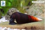 Faunus Sp. ‘Black Devil’ slak (zeldzaam) Zoetwater Aquarium, Slak of Weekdier, Zoetwatervis