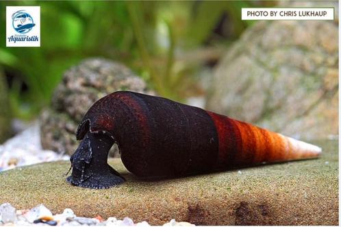 Faunus Sp. ‘Black Devil’ slak (zeldzaam) Zoetwater Aquarium, Dieren en Toebehoren, Vissen | Aquariumvissen, Zoetwatervis, Slak of Weekdier