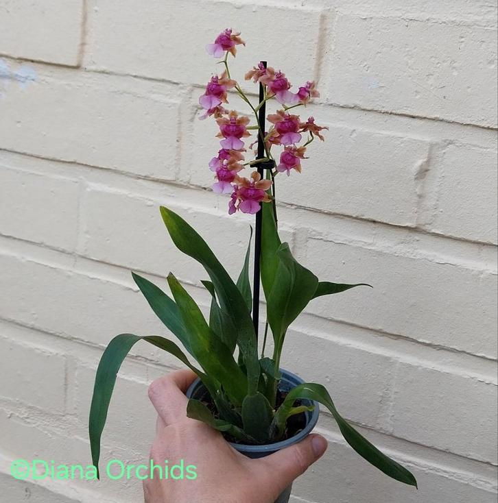 Orchidee Oncidium Pacific Sunrise * Geurend 🦋, Huis en Inrichting, Kamerplanten, Ophalen of Verzenden
